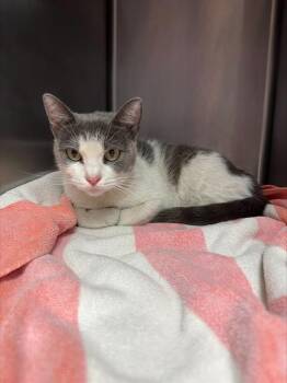 Domestic Short Hair Cats Available for Adoption in Santa Cruz, California - LILA* | PetCurious