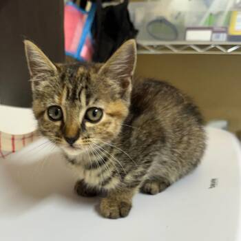 Jewell -  Domestic Short Hair Cat for Adoption in Corinth, Mississippi - Jewell | PetCurious