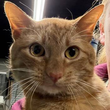 American Shorthair Cats Available for Adoption in Mount Vernon, Arkansas - Milo | PetCurious