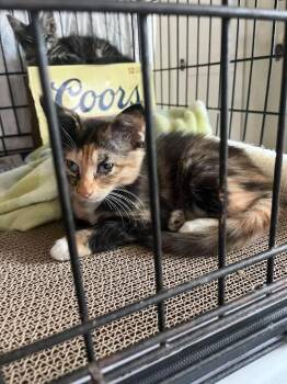 Suki -  Tabby Cat for Adoption in Nacogdoches, Texas - Suki | PetCurious