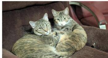 AMC 9616 -  Domestic Short Hair Cat for Adoption in Dallas, Texas - AMC 9616 | PetCurious
