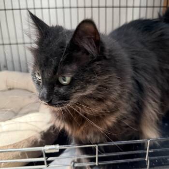 Buffy -  Domestic Medium Hair Cat for Adoption in Estes Park, Colorado - Buffy | PetCurious