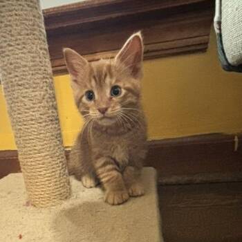 Pumpkin -  Domestic Short Hair Cat for Adoption in Newport News, Virginia - Pumpkin | PetCurious