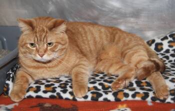 Tabby and Domestic Short Hair Cats Available for Adoption - Frank (Neutered) (Bonded Pair W/Beans) | PetCurious