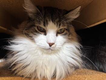 British Longhair Cats Available for Adoption - Baby Boy (part Of A Bonded Trio) | PetCurious