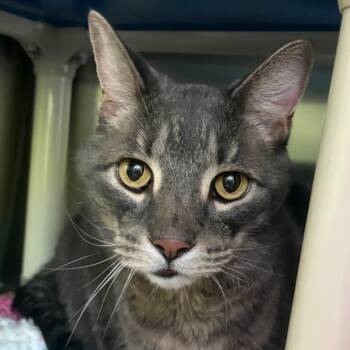 Truffle -  Domestic Short Hair Cat for Adoption in Middletown, Rhode Island - Truffle | PetCurious