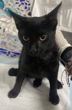 Rescue Domestic Short Hair Cats for Adoption in Pensacola, Florida - FLEUR | PetCurious