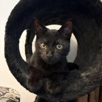 Nibbles -  Domestic Short Hair Cat for Adoption in Oberlin, Ohio - Nibbles | PetCurious