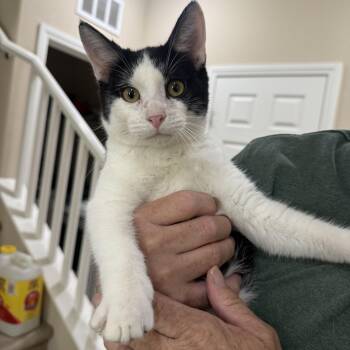 Buttons -  Tuxedo Cat for Adoption in Las Vegas, Nevada - Buttons | PetCurious