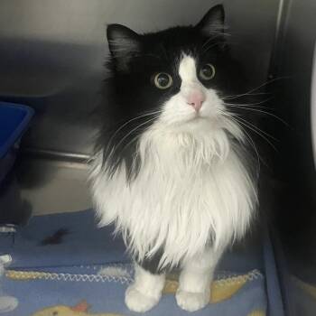 Domestic Long Hair Cats Available for Adoption - Daisy | PetCurious
