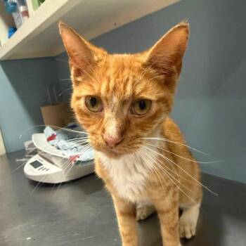 Atlas (ON) -  Domestic Short Hair Cat for Adoption in Chattanooga, Tennessee - Atlas (ON) | PetCurious