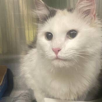 Kiki -  Domestic Long Hair Cat for Adoption in Belleville, Illinois - Kiki | PetCurious