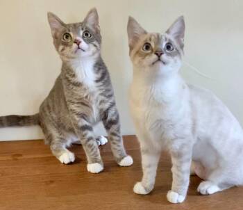 Barnaby & Lily -  Domestic Medium Hair Cat for Adoption in Manitou Springs, Colorado - Barnaby & Lily | PetCurious