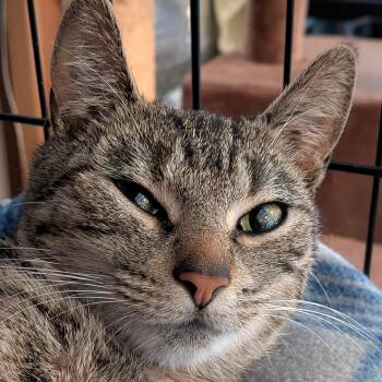 Domestic Short Hair Cats Available for Adoption in Newburgh, New York - Zoe | PetCurious
