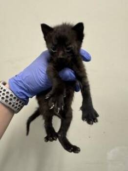 Domestic Short Hair Cats Available for Adoption in Doral, Florida - ONYX | PetCurious