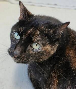 Buddha -  Domestic Short Hair Cat for Adoption in Bloomington, Indiana - Buddha | PetCurious