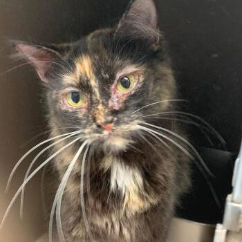 Maren -  Domestic Medium Hair Cat for Adoption in Cleveland, Mississippi - Maren | PetCurious