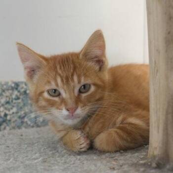Focaccia -  Domestic Short Hair Cat for Adoption in Verona, Wisconsin - Focaccia | PetCurious