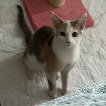 moonfrop -  Domestic Short Hair Cat for Adoption in Chattanooga, Tennessee - Moonfrop | PetCurious