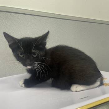 Vick -  Domestic Short Hair Cat for Adoption in Tampa, Florida - Vick | PetCurious