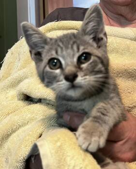 Dino -  Domestic Short Hair Cat for Adoption in Boone, Colorado - Dino | PetCurious
