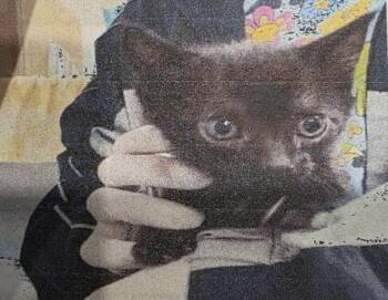 Domestic Short Hair Cats Available for Adoption in Zimmerman, Minnesota - Midnight | PetCurious