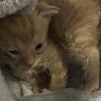 Spunky -  Domestic Short Hair Cat for Adoption in Dearborn, Michigan - Spunky | PetCurious