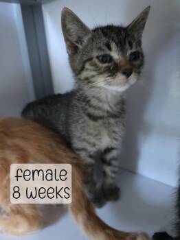 tabby kitten 2 -  Domestic Medium Hair Cat for Adoption in Holbrook, Arizona - Tabby Kitten 2 | PetCurious