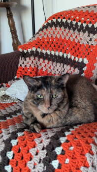 Rescue Domestic Short Hair Cats for Adoption in Montreal, Quebec - Clipse | PetCurious