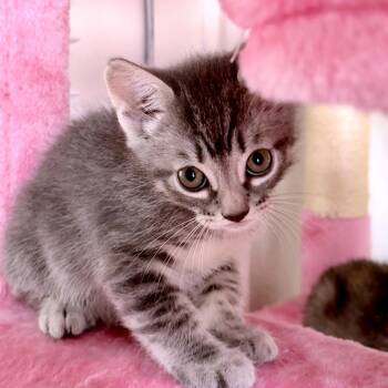 Jumping Bean 26 -  Domestic Short Hair Cat for Adoption in Austin, Texas - Jumping Bean 26 | PetCurious
