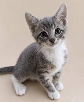 Bali -  Domestic Short Hair Cat for Adoption in Long Beach, New York - Bali | PetCurious
