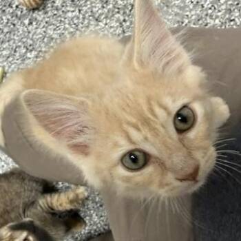 Rusty -  Domestic Medium Hair Cat for Adoption in Bryan, Ohio - Rusty | PetCurious