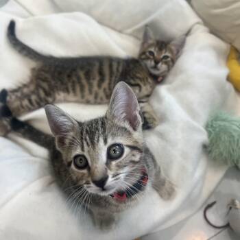 Melissa & Nick BONDED -  Domestic Short Hair Cat for Adoption in Boca Raton, Florida - Melissa & Nick BONDED | PetCurious