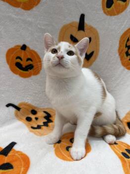 Emile -  Domestic Short Hair Cat for Adoption in Columbus, Ohio - Emile | PetCurious