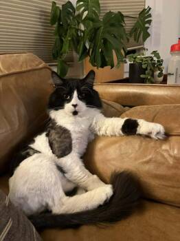 Domestic Short Hair Cats Available for Adoption in Anchorage, Alaska - Tim | PetCurious