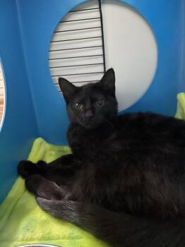 Mascara -  Domestic Short Hair Cat Available for Adoption in Milltown, New Jersey - Mascara | PetCurious