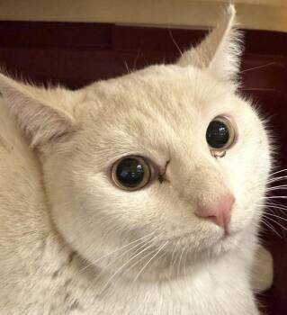 Domestic Short Hair Cats Available for Adoption in Golden, Colorado - Petal | PetCurious