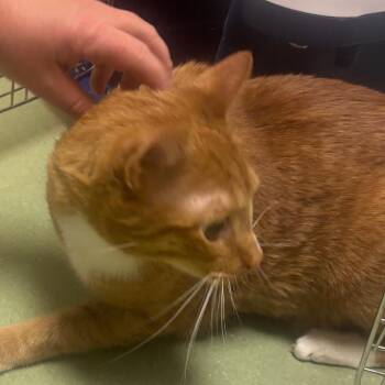 Ripley -  Domestic Short Hair Cat for Adoption in Norman, Oklahoma - Ripley | PetCurious