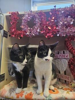 Domestic Medium Hair Cats Available for Adoption - Luna | PetCurious