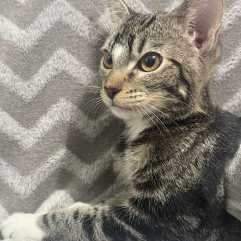 Squirtle -  Domestic Short Hair Cat for Adoption in Brea, California - Squirtle | PetCurious