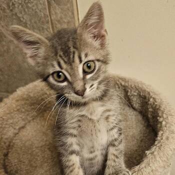 Bandit -  Domestic Short Hair Cat for Adoption in Newport News, Virginia - Bandit | PetCurious