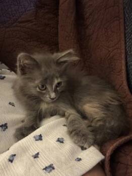 Kona -  Domestic Medium Hair and Domestic Short Hair Cat for Adoption in River Ridge, Louisiana - Kona | PetCurious