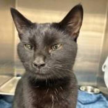 Domestic Short Hair Cats Available for Adoption in Lansing, Michigan - Duke Meowington | PetCurious