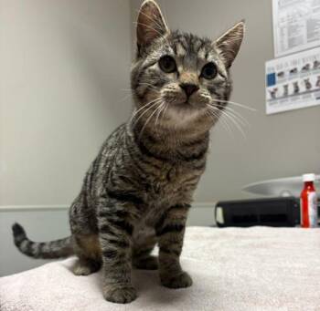 Domestic Short Hair Cats Available for Adoption in Oakland, California - Athena | PetCurious