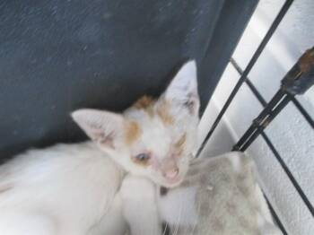 A385268 -  Domestic Short Hair Cat for Adoption in Ocala, Florida - A385268 | PetCurious