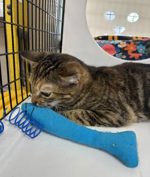 Domestic Short Hair and Tortoiseshell Cats Available for Adoption in West Palm Beach, Florida - Dillon | PetCurious