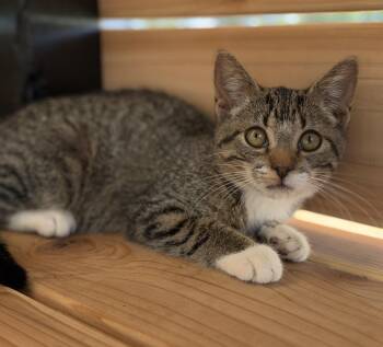 Tiger -  Domestic Short Hair Cat for Adoption in Port Washington, Wisconsin - Tiger | PetCurious