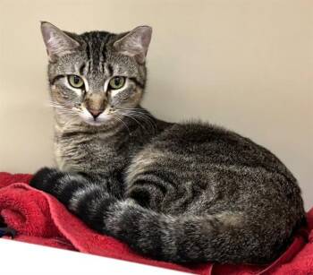 Domestic Short Hair Cats Available for Adoption in Dedham, Massachusetts - GRACIE | PetCurious
