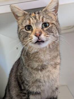 Domestic Short Hair Cats Available for Adoption - Chili | PetCurious