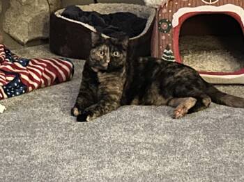 Lexi -  Tortoiseshell Cat Available for Adoption in Menasha, Wisconsin - Lexi | PetCurious